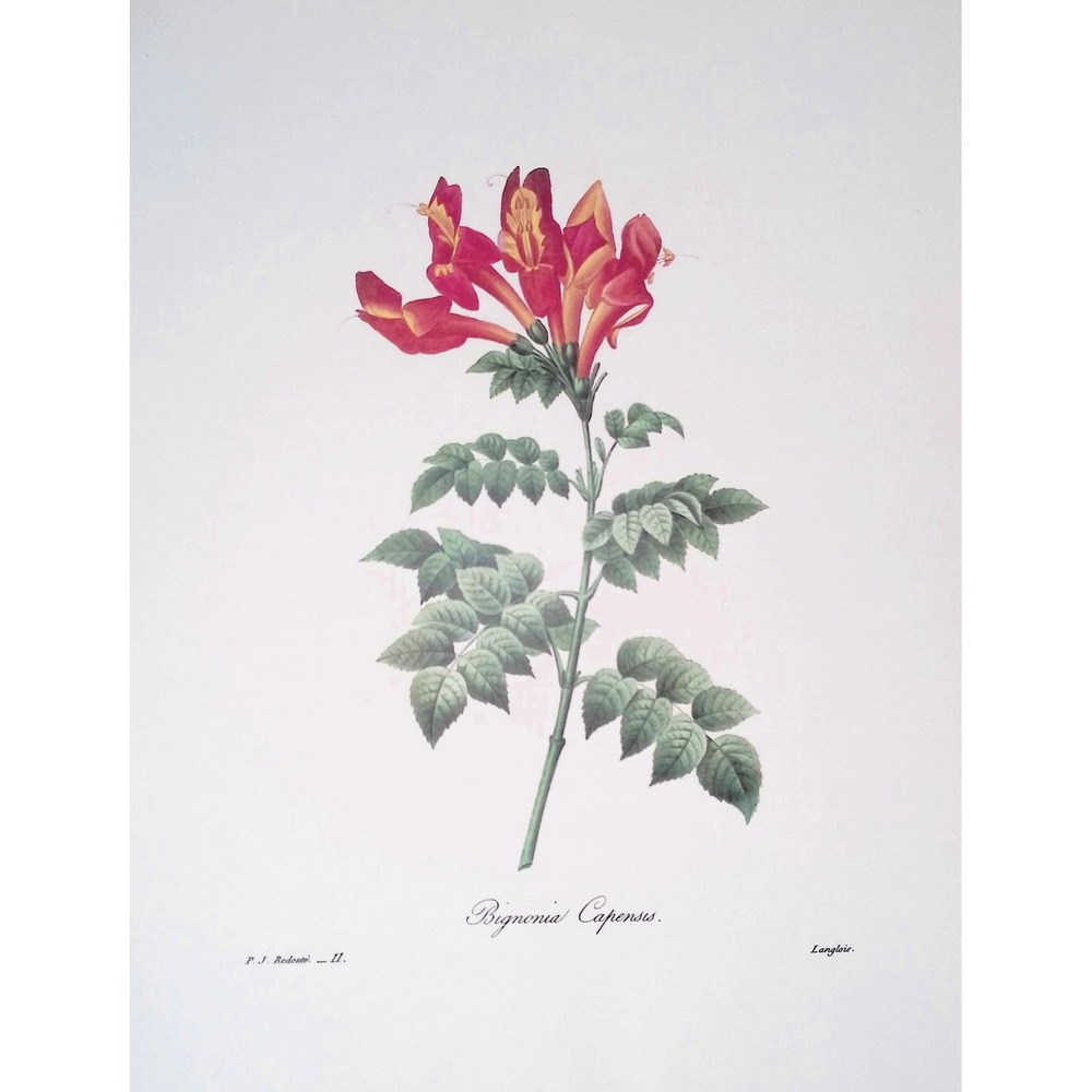 Redoute Bignonia Capensis Cape Honeysuckle Botanical Flower Print Vintage Art